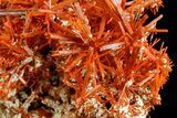 Vibrant Orange Crocoite Crystal Cluster - Stunning Specimen! #182743-4
